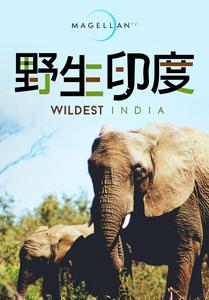 野生印度