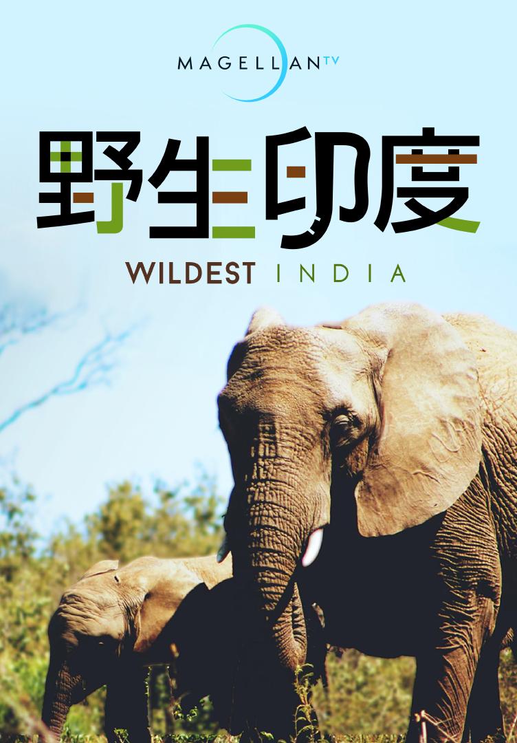 野生印度