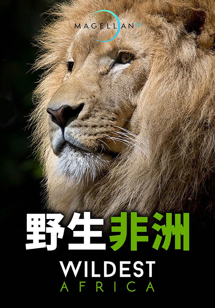 野生非洲