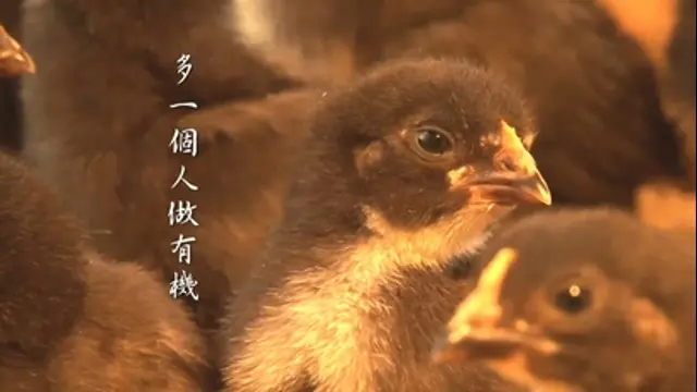 進擊的台灣-第15集 五星級養雞場 25元有機蛋供不應求