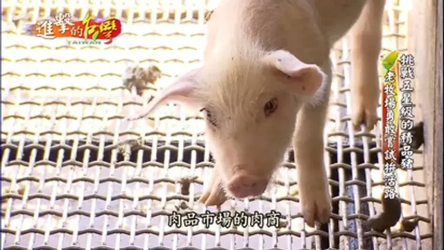 進擊的台灣-第64集 挑戰五星級的精品豬 老牧場勇敢嘗試拼活路