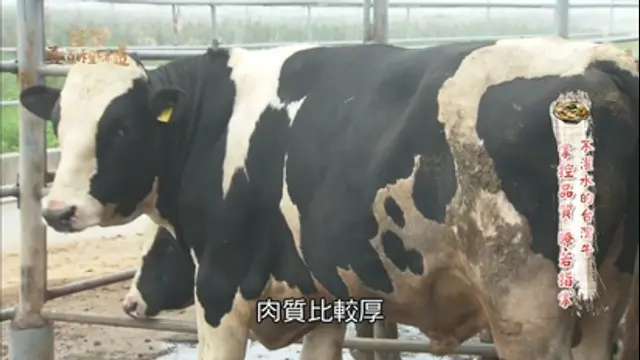 台灣壹百種味道-第6集 不灌水的台灣牛