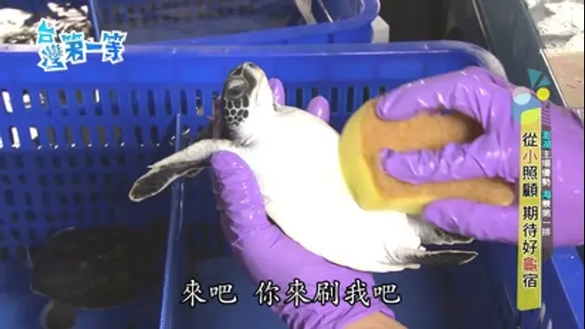 台灣第一等-第455集 【澎湖】海龜救護收容工作站